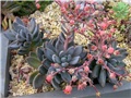 Echeveria